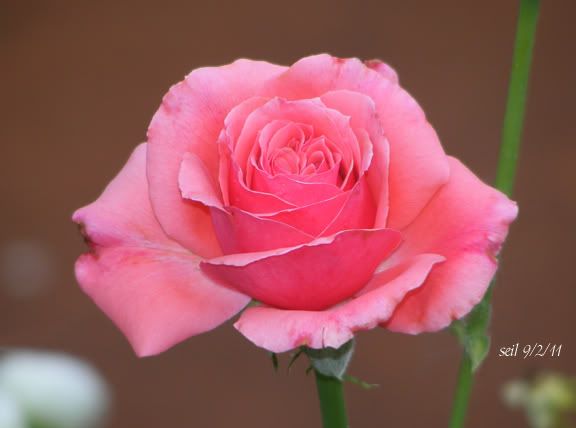 Mystery rose